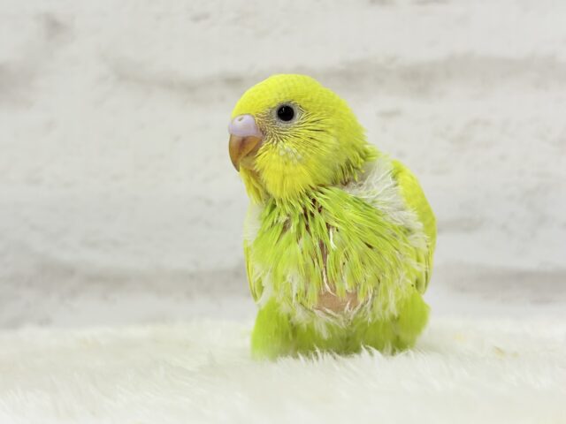 【最新画像・動画更新🪄】キラキラおめめに映る世界🐣🌎💫セキセイインコ(スパングル) ヒナ セキセイインコ