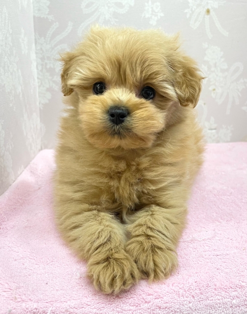 かまって〜( *´꒳`*)ハーフ犬(ポメラニアン×トイプードル)(アプリコット系)💖女の子💖2025年12月6日生まれ 愛称が不明