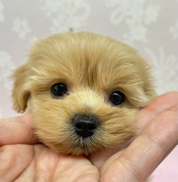 かまって〜( *´꒳`*)ハーフ犬(ポメラニアン×トイプードル)(アプリコット系)💖女の子💖2025年12月6日生まれ 愛称が不明