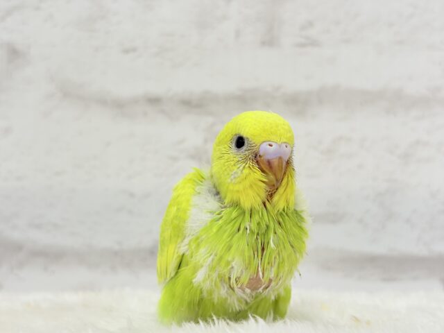 【最新画像・動画更新🪄】キラキラおめめに映る世界🐣🌎💫セキセイインコ(スパングル) ヒナ セキセイインコ