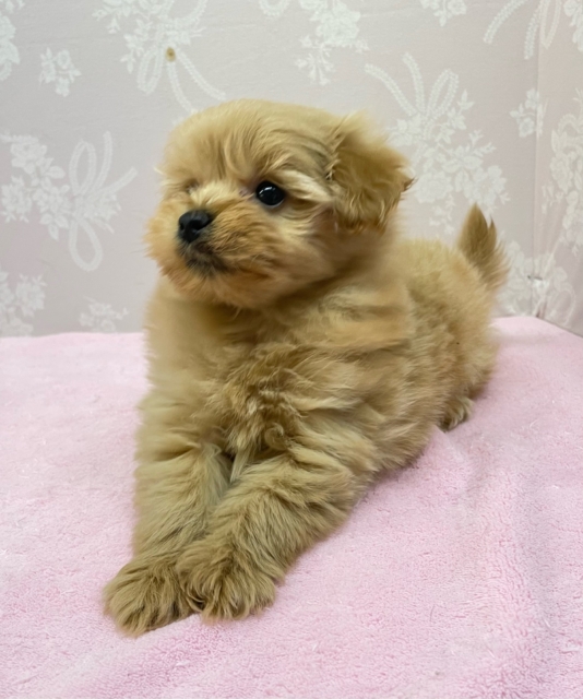 かまって〜( *´꒳`*)ハーフ犬(ポメラニアン×トイプードル)(アプリコット系)💖女の子💖2025年12月6日生まれ 愛称が不明