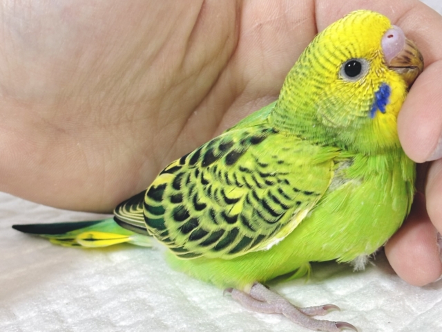 セキセイインコ グリーンオパーリン 🌱💚🍏 セキセイインコ