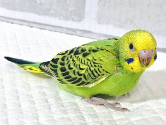 セキセイインコ グリーンオパーリン 🌱💚🍏 セキセイインコ