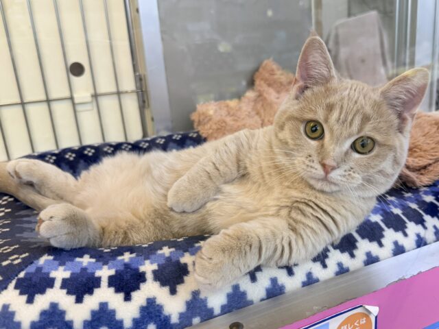 メロメロ注意❣️やんちゃなベタ慣れ君💗短足🐾マンチカンの男のコきました💫 マンチカン