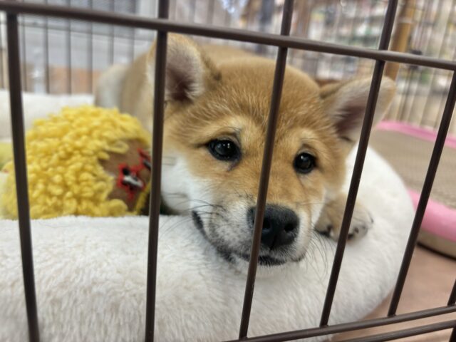 柴犬