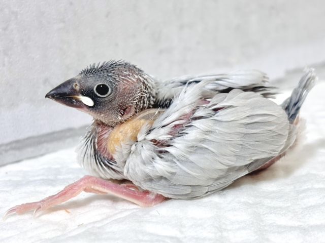 シルバー文鳥