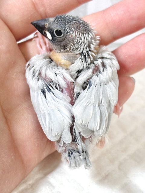 シルバー文鳥