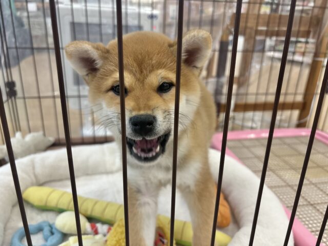 柴犬