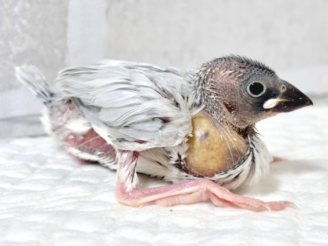 シルバー文鳥