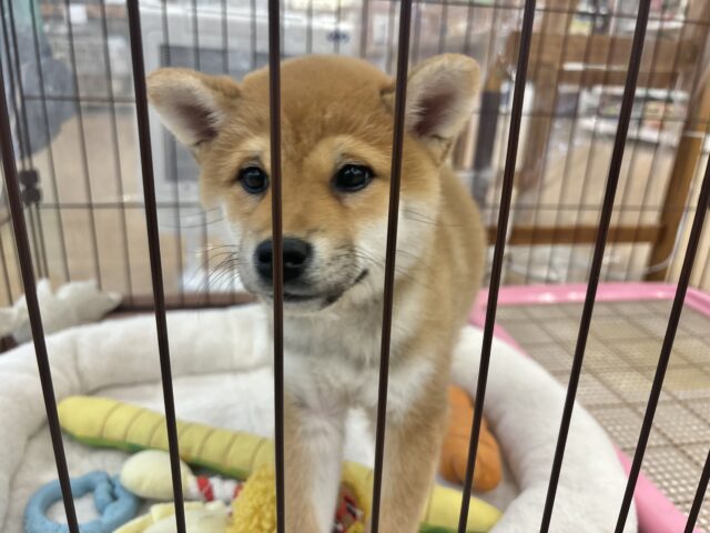 柴犬