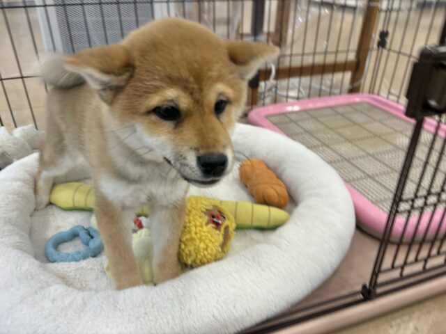 柴犬