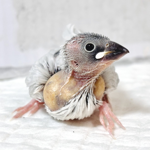 シルバー文鳥 ⟡.·*🐦 シルバー文鳥