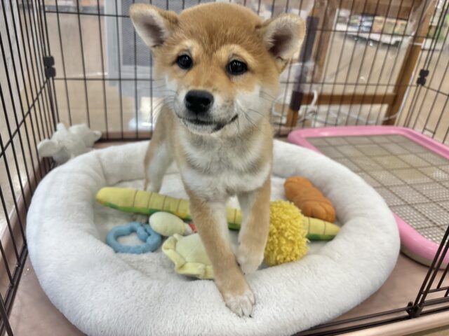 柴犬