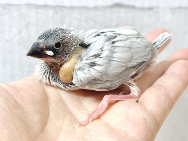 シルバー文鳥