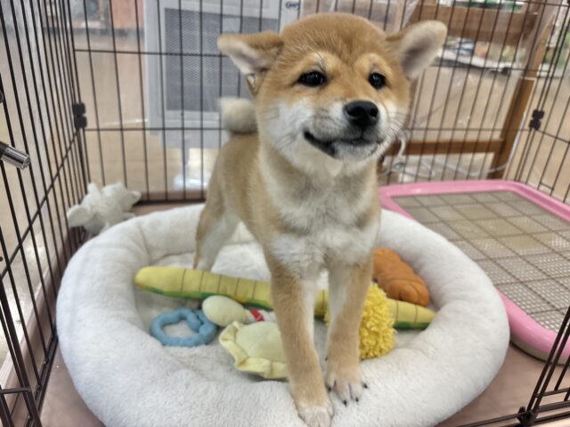 柴犬