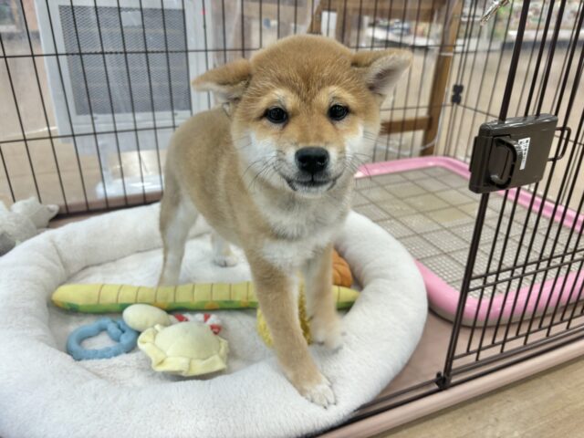 柴犬