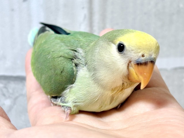 コザクラインコ ブルーチェリーパイド 🍏️️️🩵 コザクラインコ(小桜インコ)