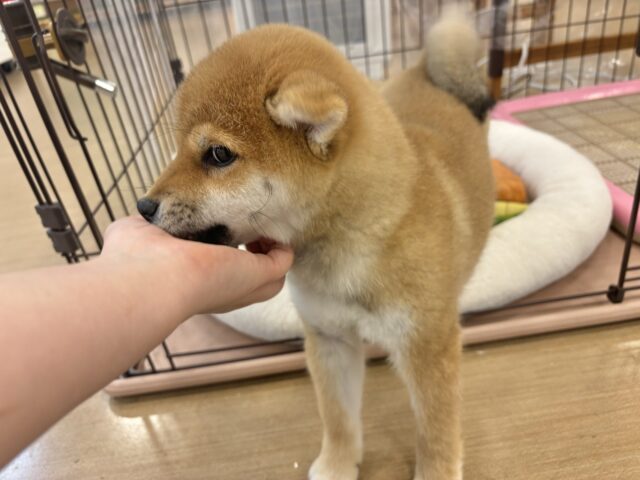 柴犬