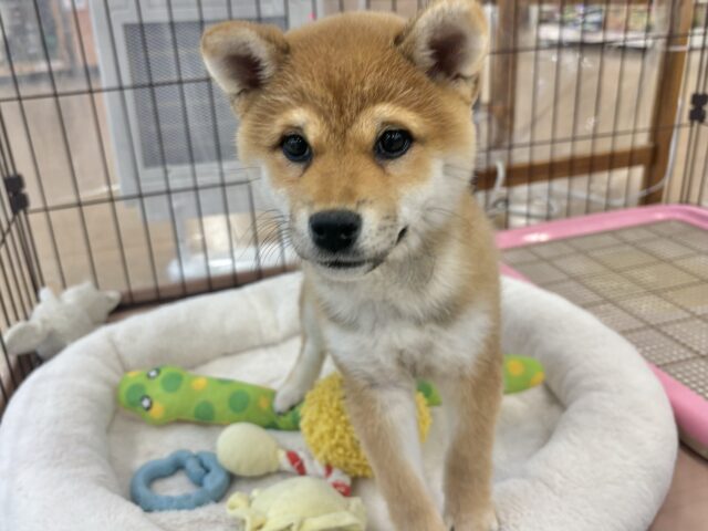 柴犬