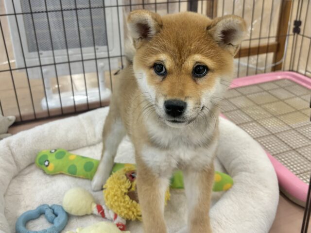 柴犬