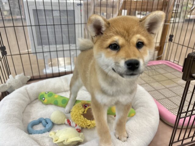 柴犬