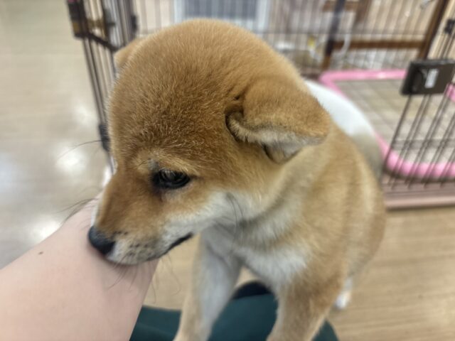 柴犬