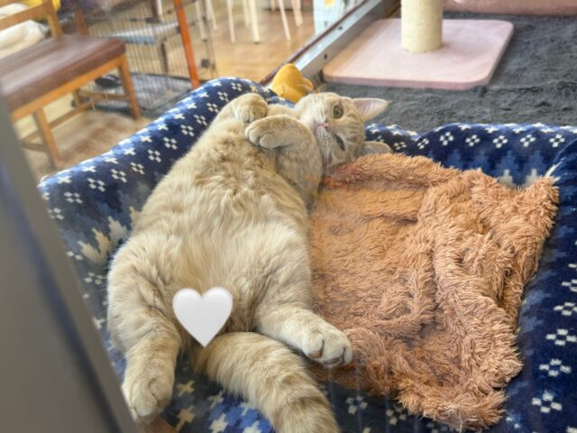 メロメロ注意❣️やんちゃなベタ慣れ君💗短足🐾マンチカンの男のコきました💫 マンチカン