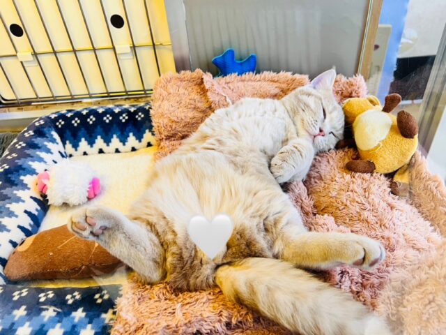 メロメロ注意❣️やんちゃなベタ慣れ君💗短足🐾マンチカンの男のコきました💫 マンチカン