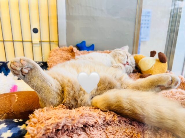 メロメロ注意❣️やんちゃなベタ慣れ君💗短足🐾マンチカンの男のコきました💫 マンチカン