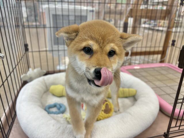 柴犬