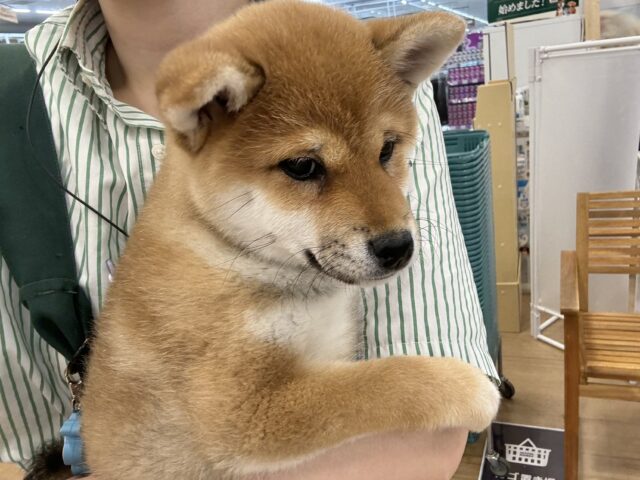 柴犬