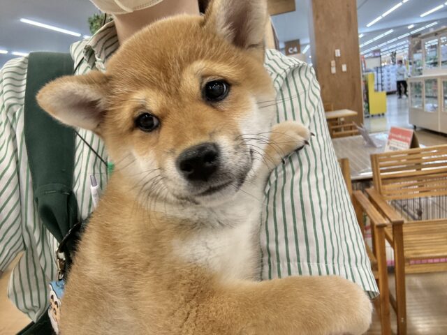 柴犬