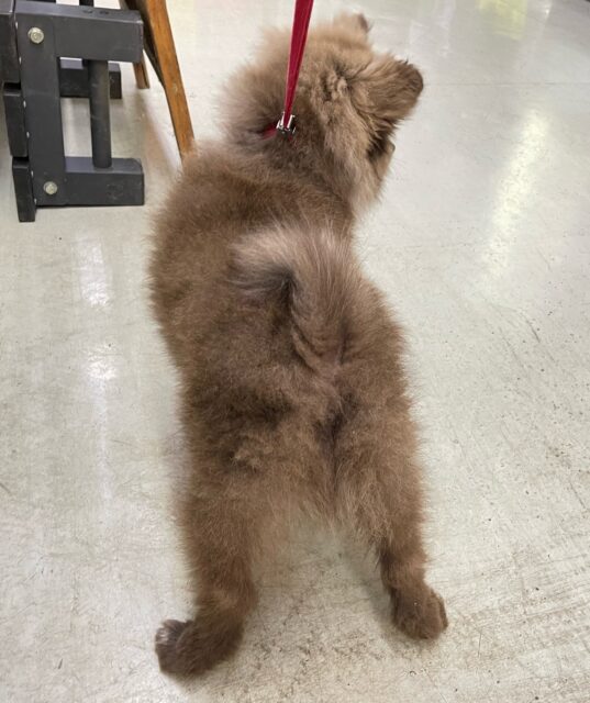 ポメラニアン