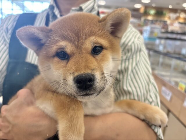 柴犬