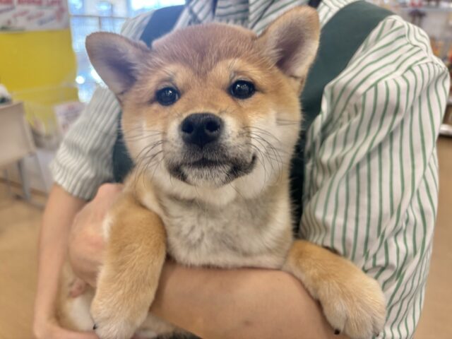 柴犬