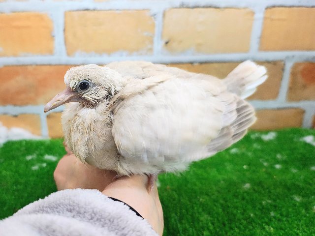 最新動画&画像更新✨得意技は、わきわきダンス💃ジュズカケバトのヒナ入荷しました❤️ ジュズカケバト