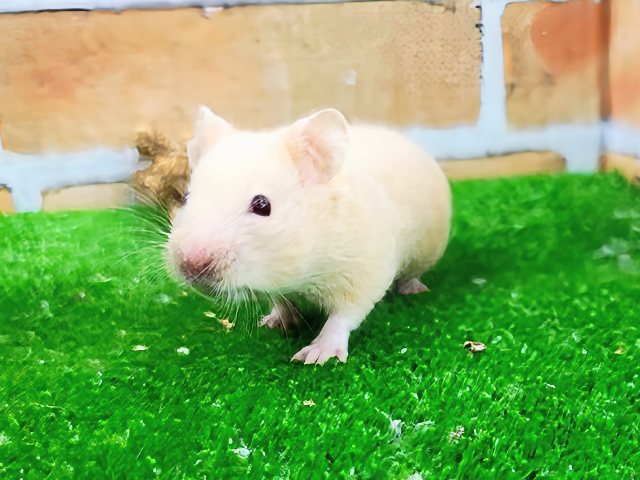 激レア✨美しいルビーアイのキンクマハムスターちゃん入荷しました❤️ ゴールデンハムスター