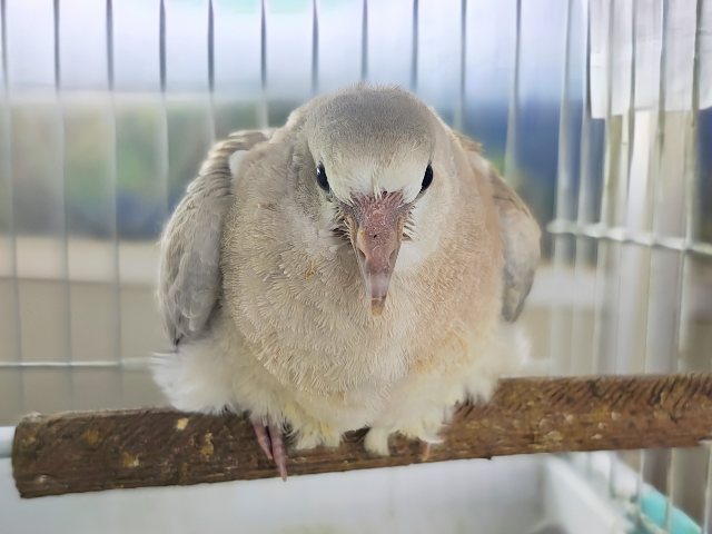 最新動画&画像更新✨得意技は、わきわきダンス💃ジュズカケバトのヒナ入荷しました❤️ ジュズカケバト