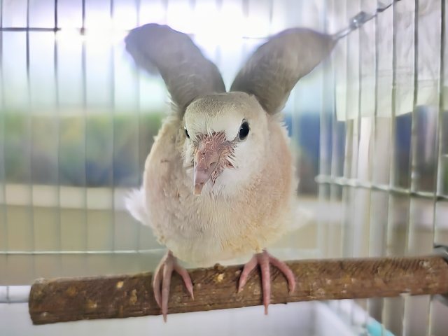 最新動画&画像更新✨得意技は、わきわきダンス💃ジュズカケバトのヒナ入荷しました❤️ ジュズカケバト