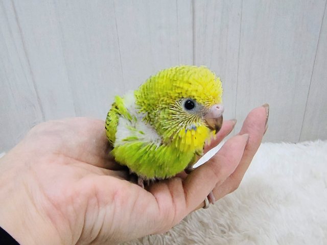 つぶらな瞳に吸い込まれる〜💓セキセイインコのヒナ(グリーンオパーリン)入荷しました❤️ セキセイインコ