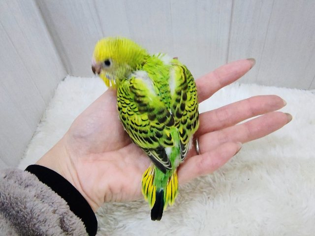 つぶらな瞳に吸い込まれる〜💓セキセイインコのヒナ(グリーンオパーリン)入荷しました❤️ セキセイインコ