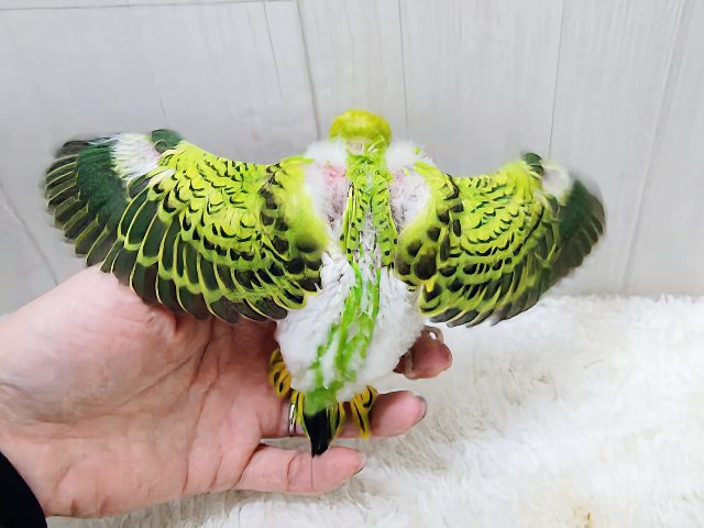 つぶらな瞳に吸い込まれる〜💓セキセイインコのヒナ(グリーンオパーリン)入荷しました❤️ セキセイインコ