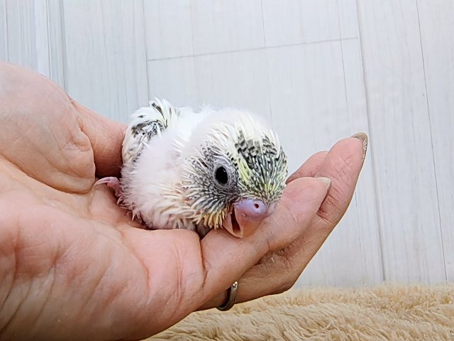 ふわふわ系☁️可愛いが溢れる〜🌈セキセイインコのヒナ(4色ハルクイン)❤️ セキセイインコ