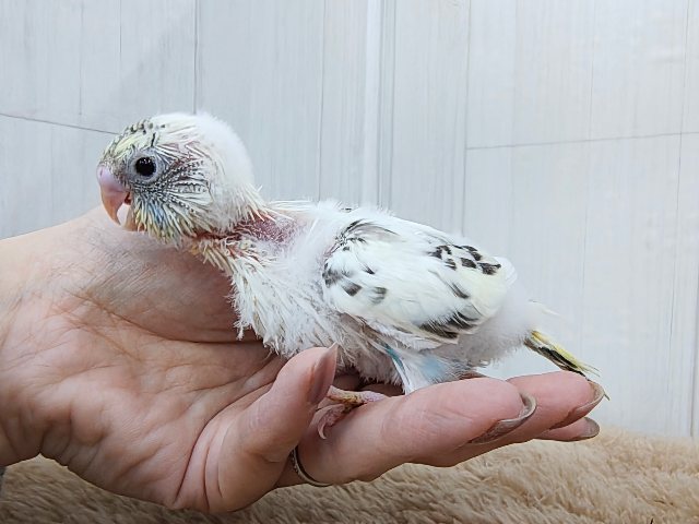 ふわふわ系☁️可愛いが溢れる〜🌈セキセイインコのヒナ(4色ハルクイン)❤️ セキセイインコ