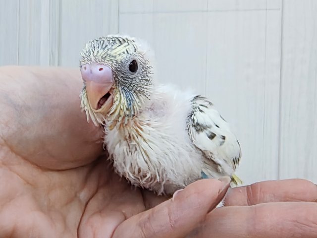 ふわふわ系☁️可愛いが溢れる〜🌈セキセイインコのヒナ(4色ハルクイン)❤️ セキセイインコ