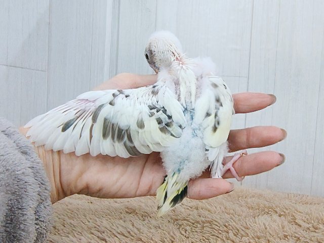 ふわふわ系☁️可愛いが溢れる〜🌈セキセイインコのヒナ(4色ハルクイン)❤️ セキセイインコ