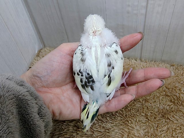ふわふわ系☁️可愛いが溢れる〜🌈セキセイインコのヒナ(4色ハルクイン)❤️ セキセイインコ