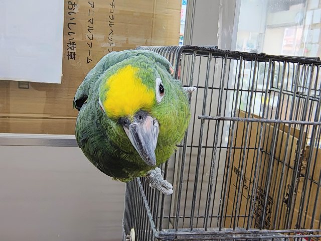 最新動画更新❤お話大好きなキビタイボウシインコさん入荷しています~💓 キビタイボウシインコ