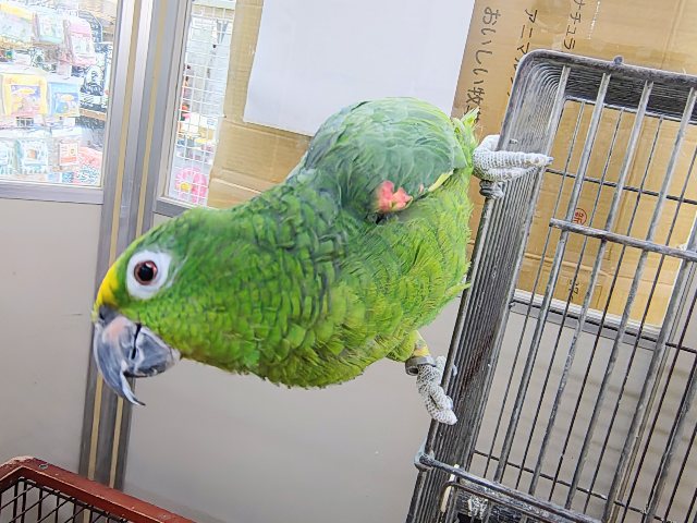 最新動画更新❤お話大好きなキビタイボウシインコさん入荷しています~💓 キビタイボウシインコ