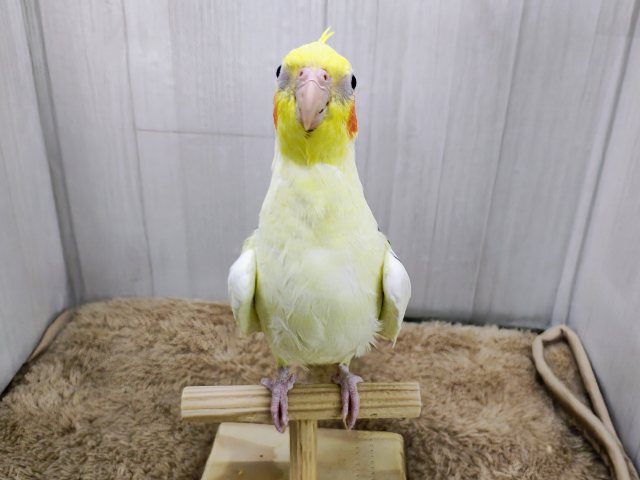最新動画更新💓よく鳴いて、立派だよ〜✨オカメインコ(パイド)入荷しました❤️ オカメインコ